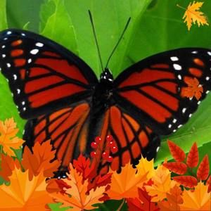 Meet your Posher, Alisa